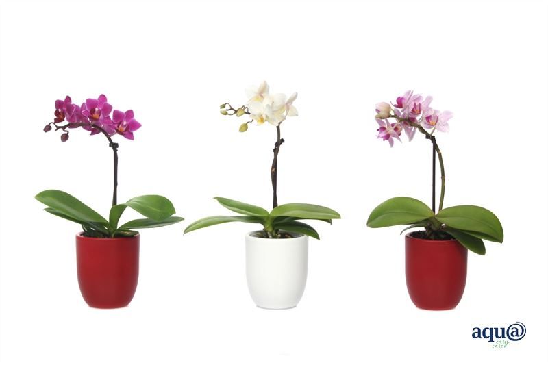 Hugo p06 red/white Phal Tiny Dolls mix 1T07+ Aqu@, D 6