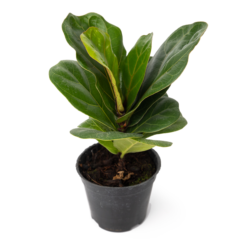 Фикус лировидный 9 25 (предзаказ)