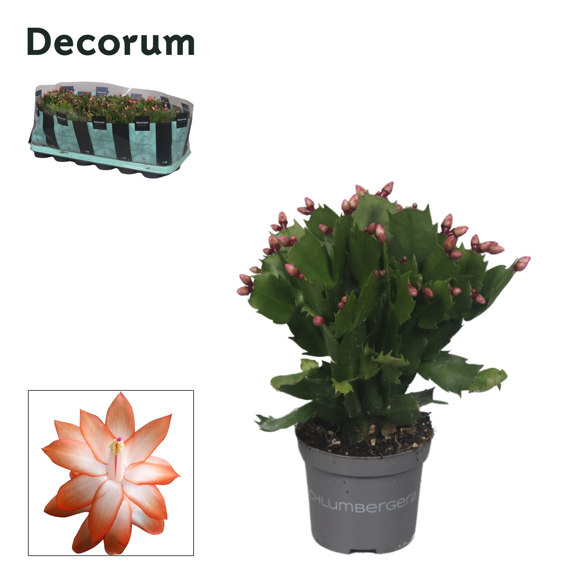Schlumbergera - 9 cm - Orange (Christa) - Decorum, D 9 cm