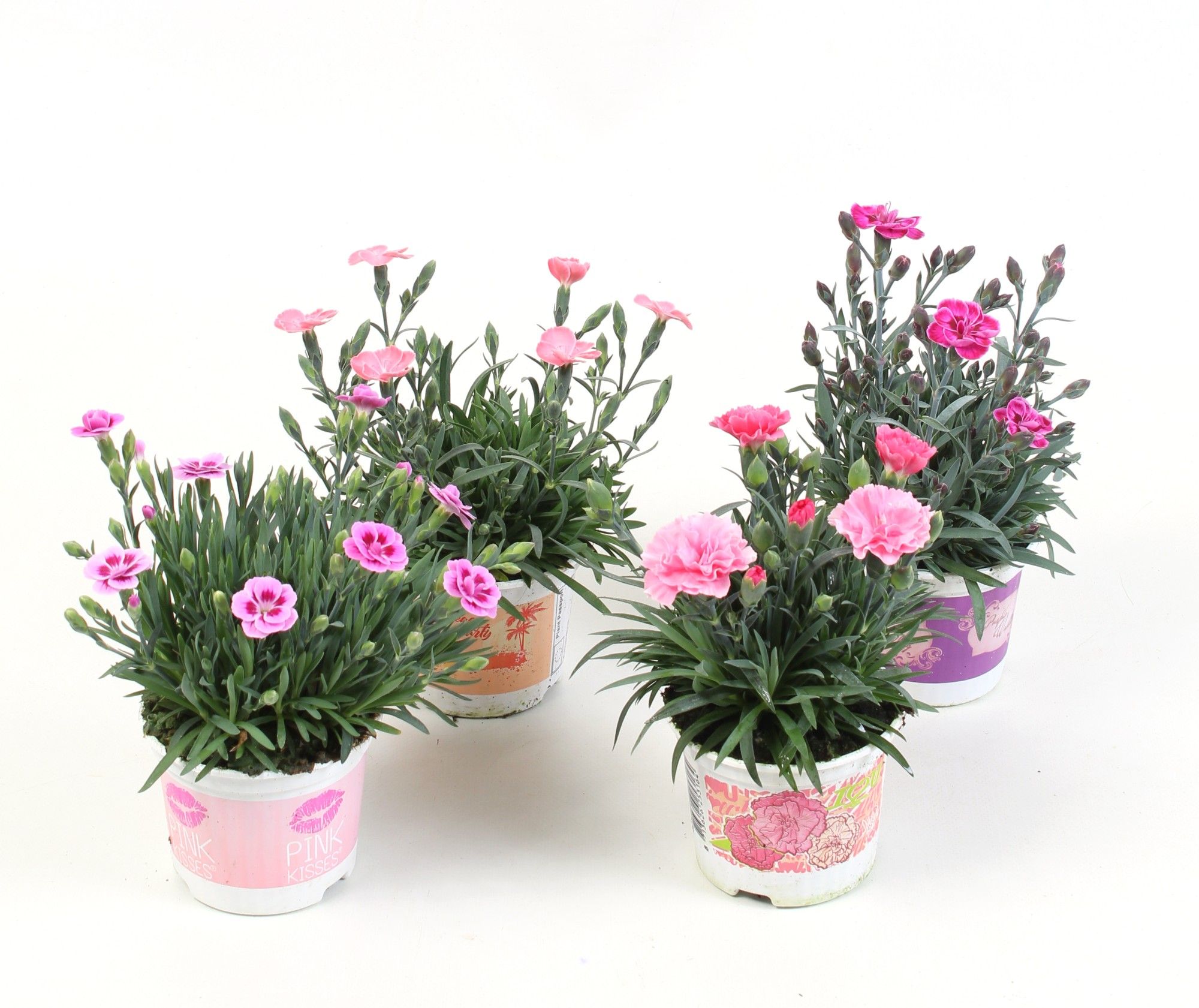 Dianthus mix per laag specials 2-4 soorten, D 9