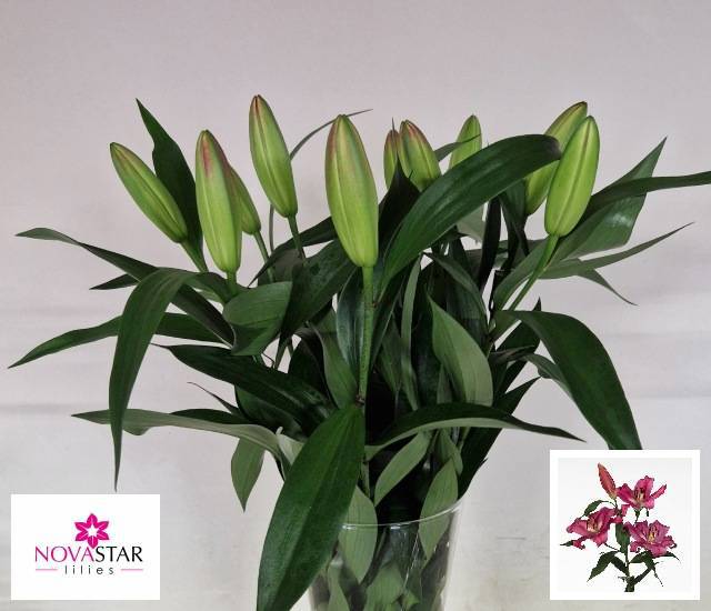 Лилия Рэд Дизае 70, шт.