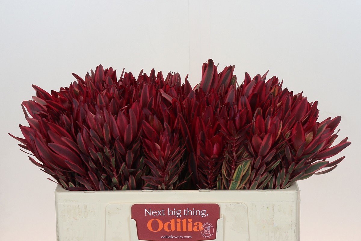 Леукадендрон Джестер 50, шт.