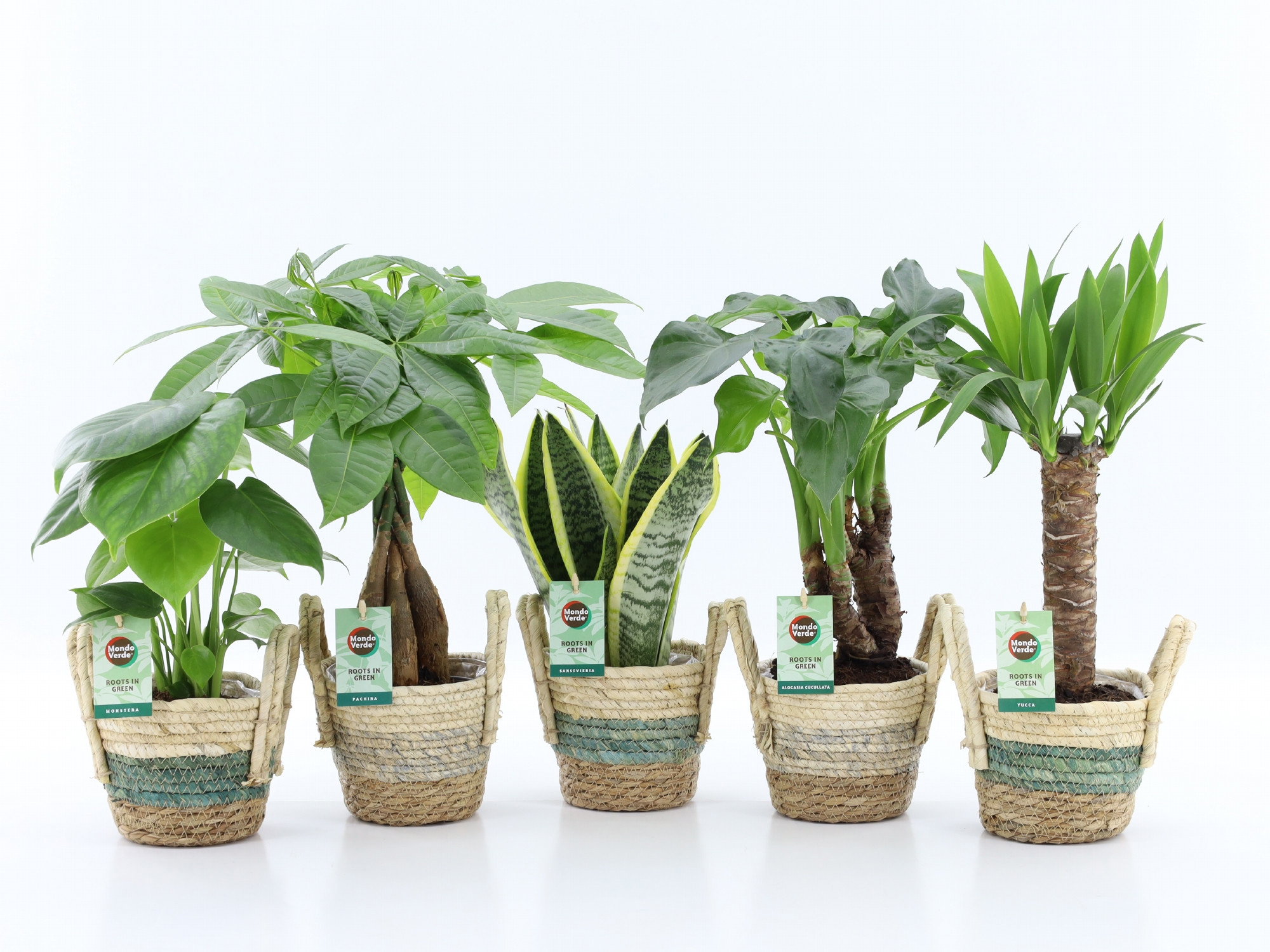 Tropic Mix in Noah Stripe, D 14