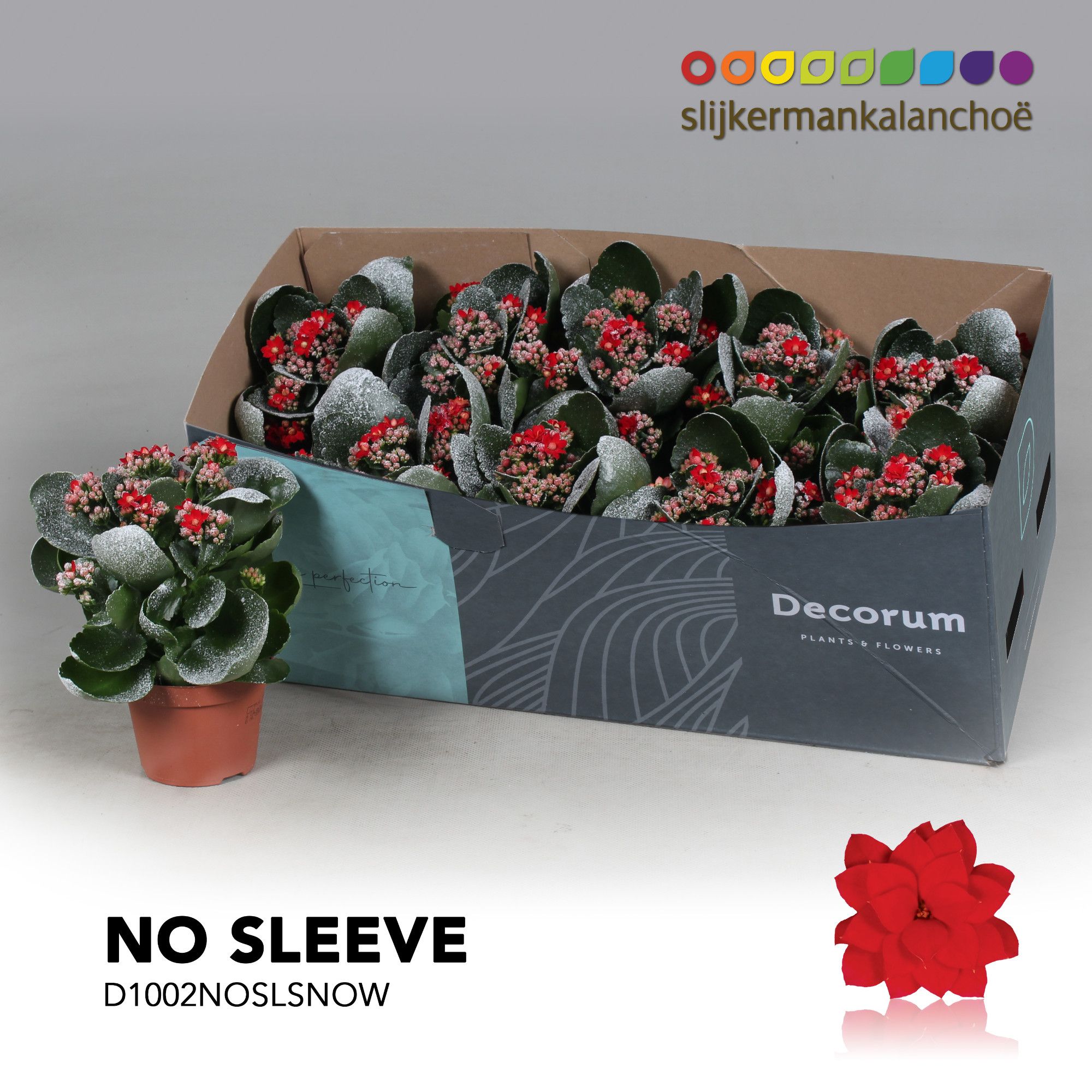 Kalanchoe No Sleeve - Red with snow/sneeuw - kerst, D 10,5 cm