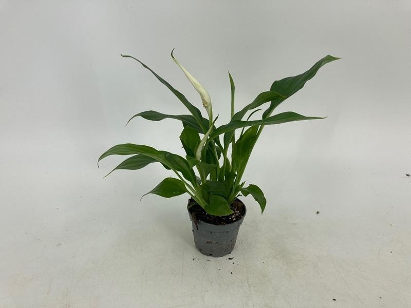 SPATHIPHYLLUM WALLISII, D 6
