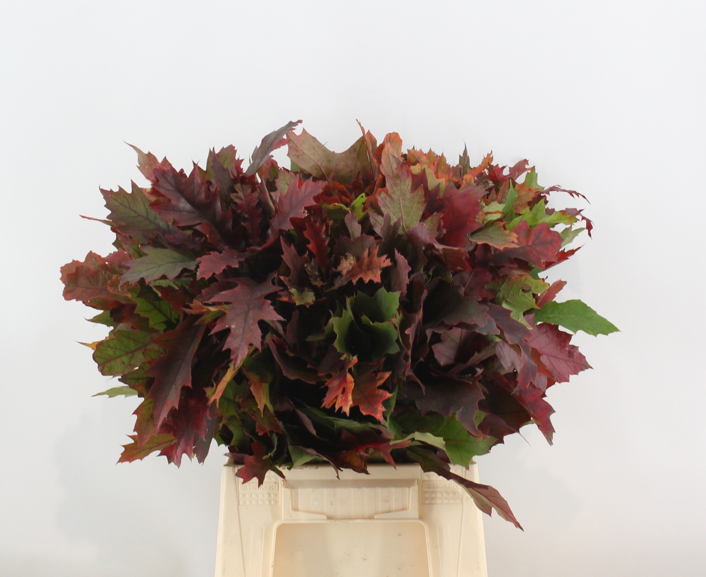 Кверкус Рубра 50, шт. Кверкус Рубра 50, шт.