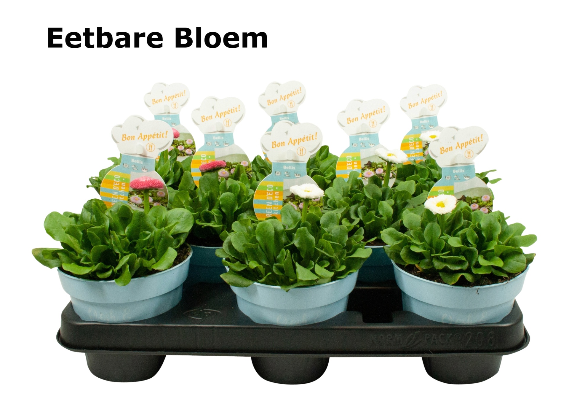 Bellis mix laag eetbare bloem, D 12