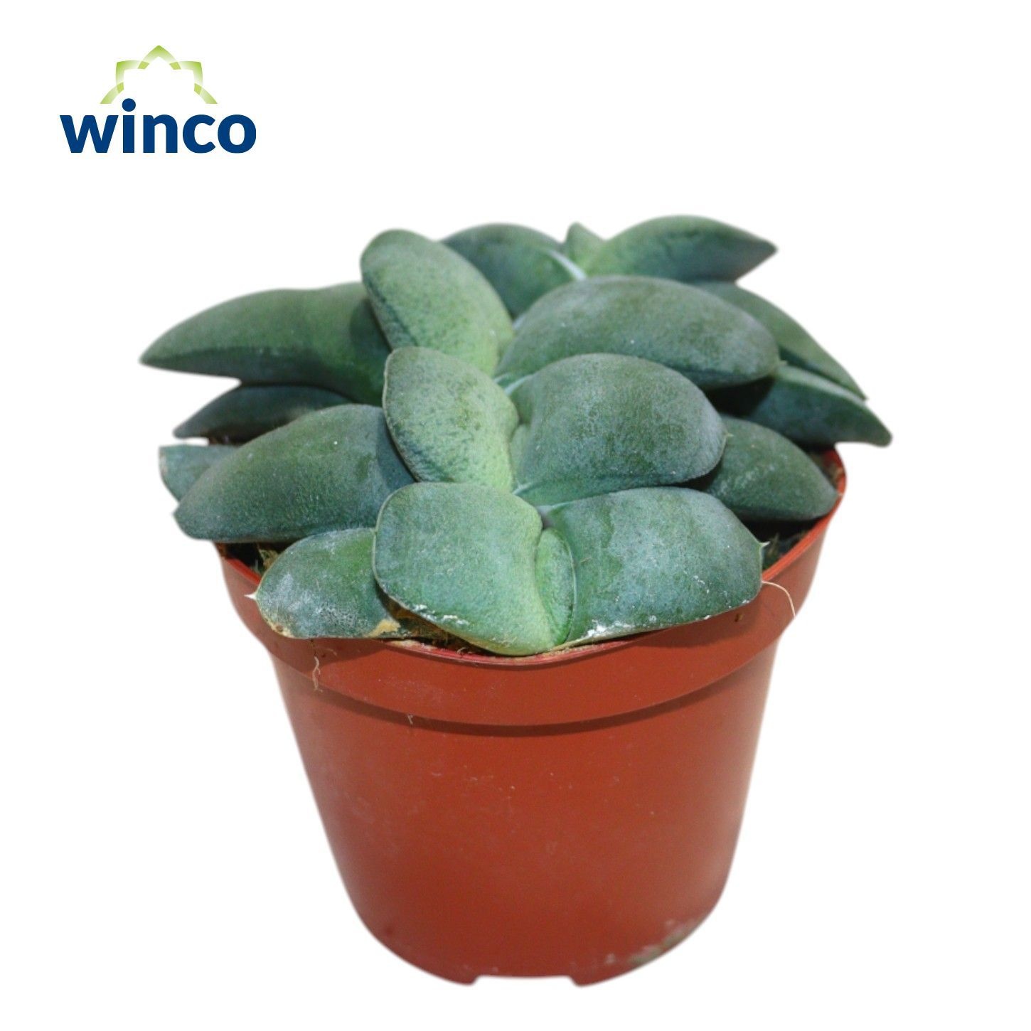 Gasteria Armstrongii Group, D 8,5