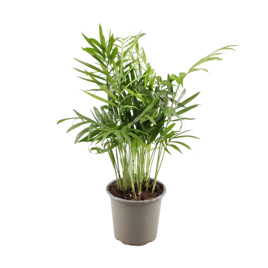 Chamaedorea Elegans, D 9