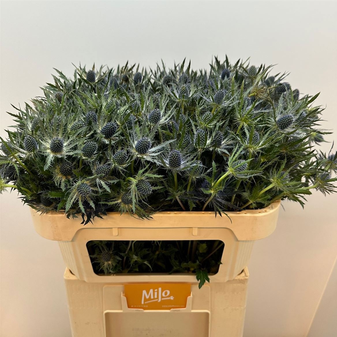 Эрингиум Блю Лагун 70 (син.), шт.