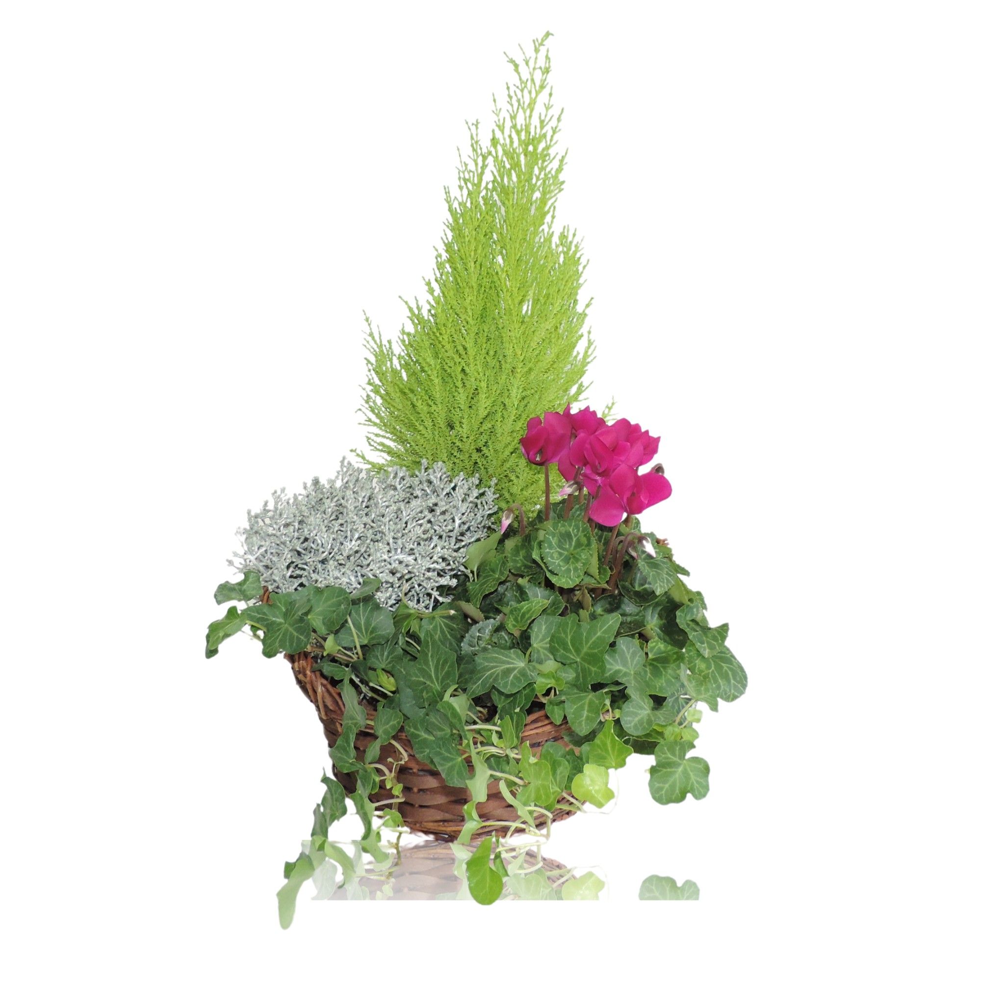 Collectie Hanoi Arrangement in Mand 25 cm, D 25
