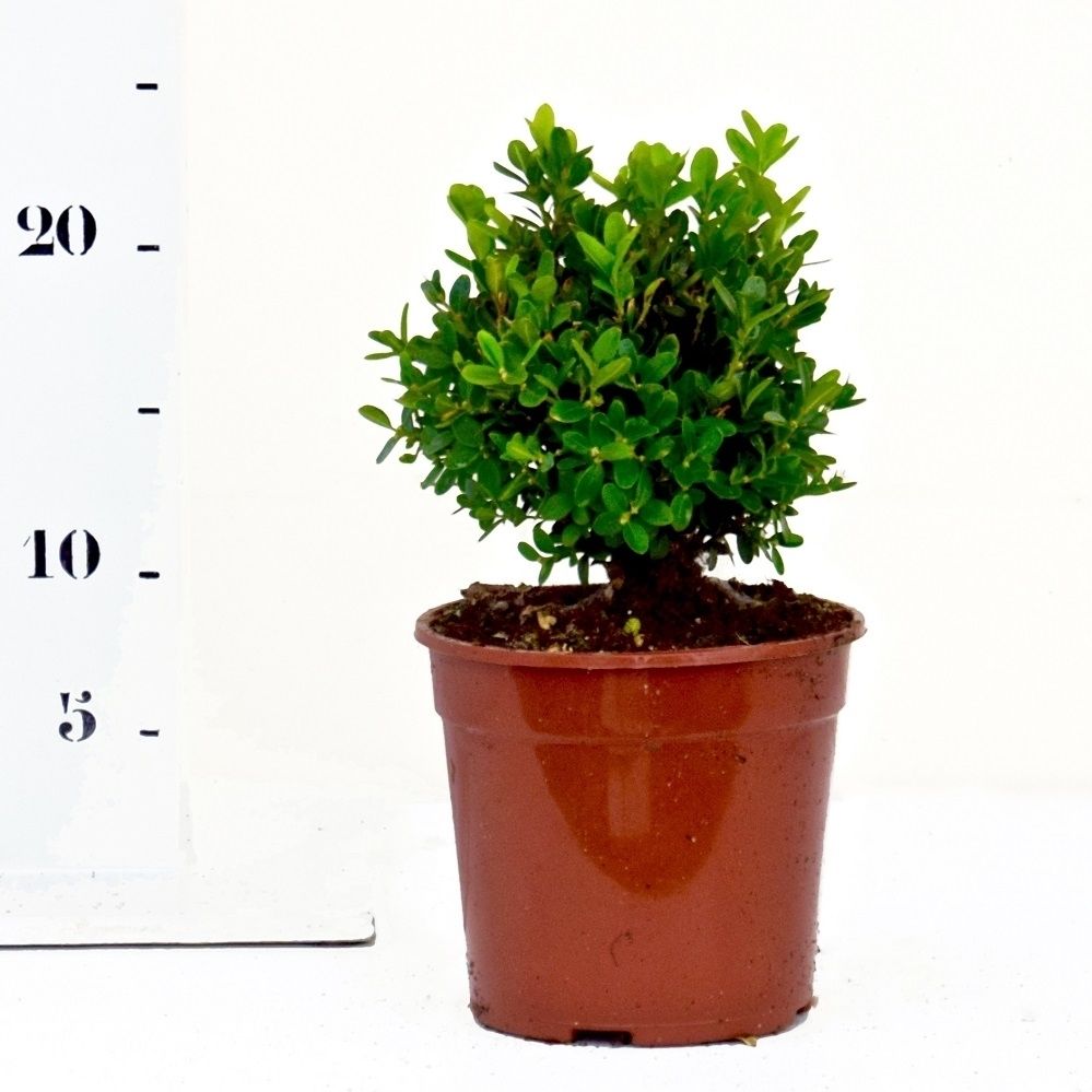 Buxus sempervirens 'Suffruticosa' 10-15cm struik, D 13