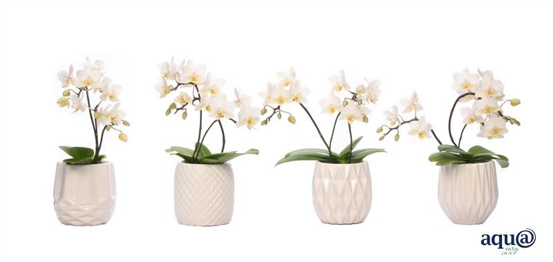 Dolomite p06 White Phal Tiny Dolls wild 3/4T18+ Aqu@, D 6