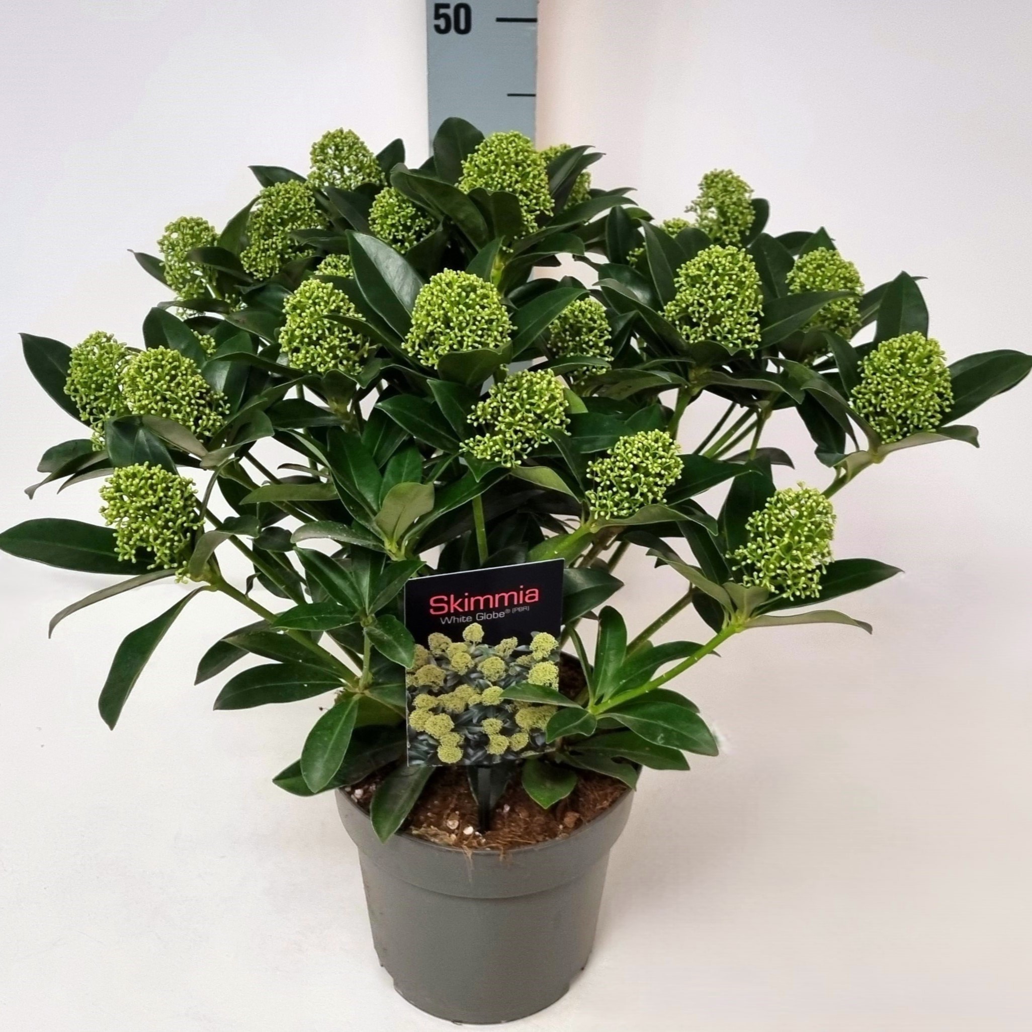Skimmia jap. 'White Globe' P19, D 19