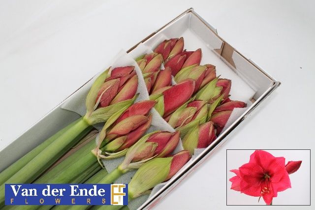 Амарилис Изабелла (красн.) x12, шт.