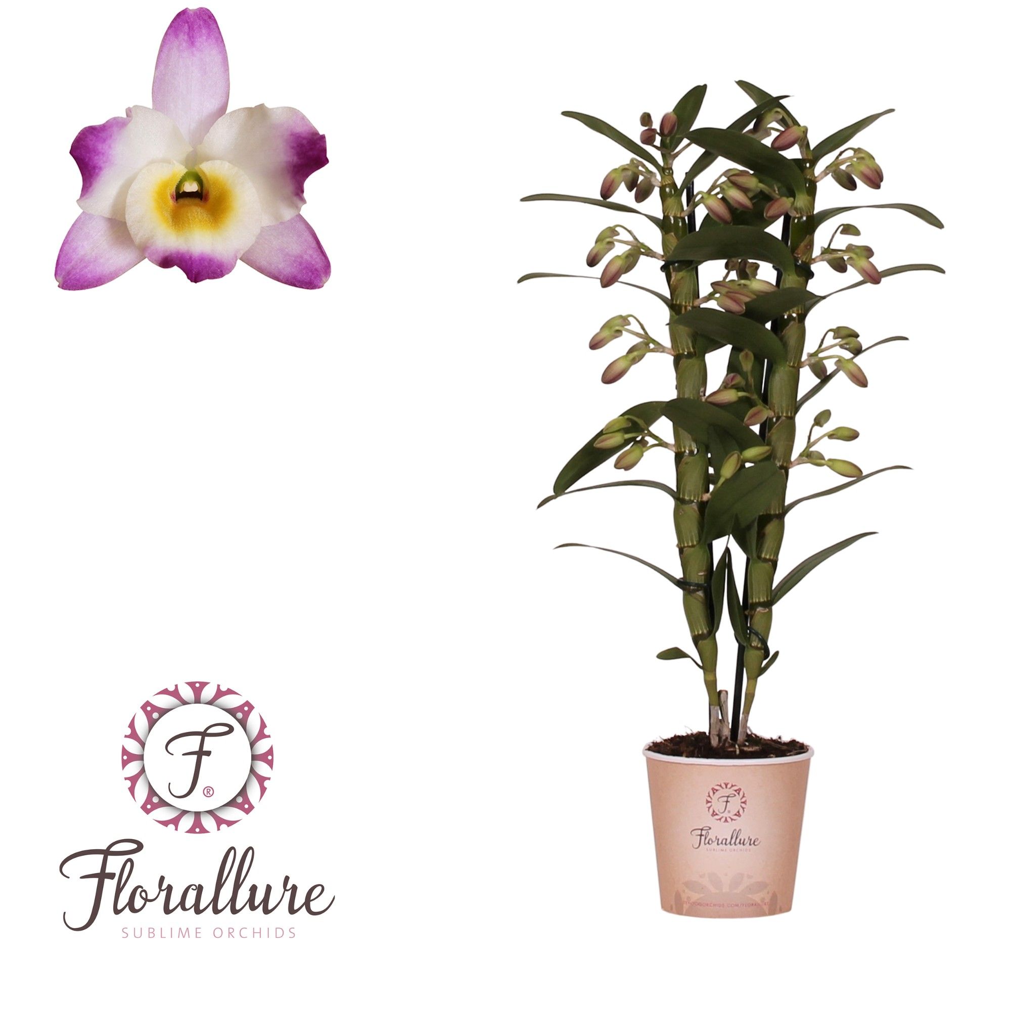 Dendrobium Nobile Bright Eye 2 stam 16+ tros Florallure, D 12