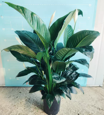 Спатифиллум Анние 18 80