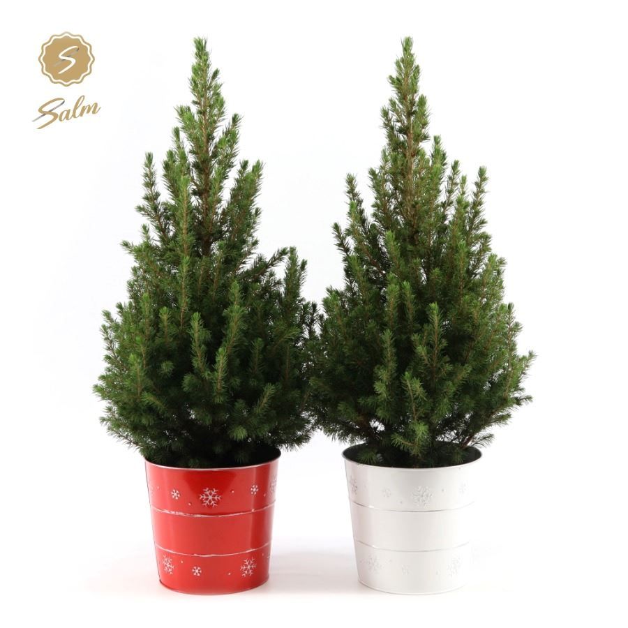 Picea gl. 'December'® P19 in Zinc X-mas Duo, D 21 cm