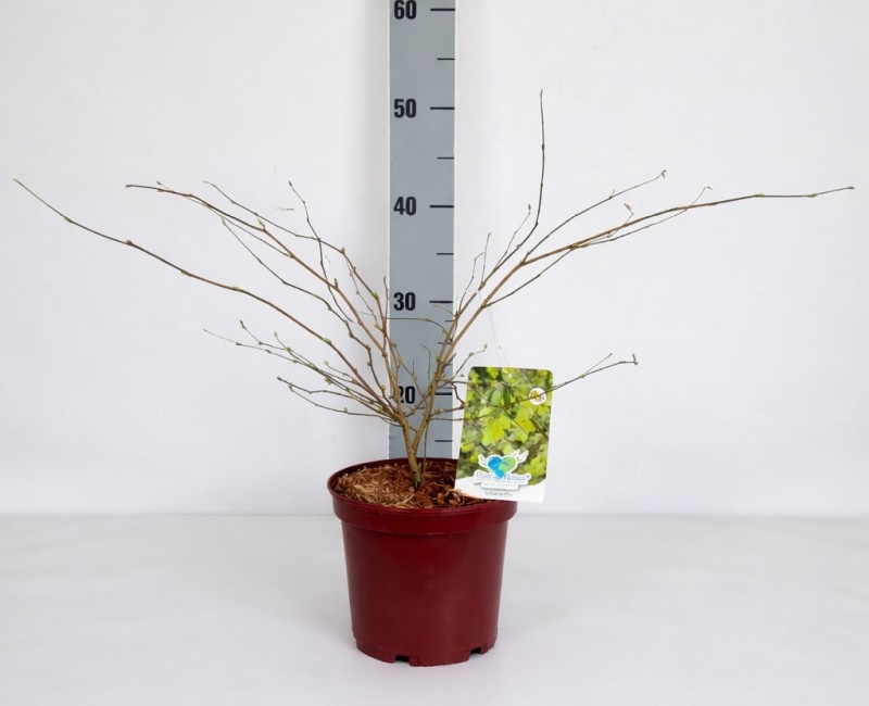 Corylopsis pauciflora C3 25-30, D 19