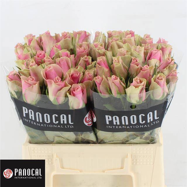 Роза од. Бель Роуз 40, шт. Роза од. Бель Роуз 40, шт.