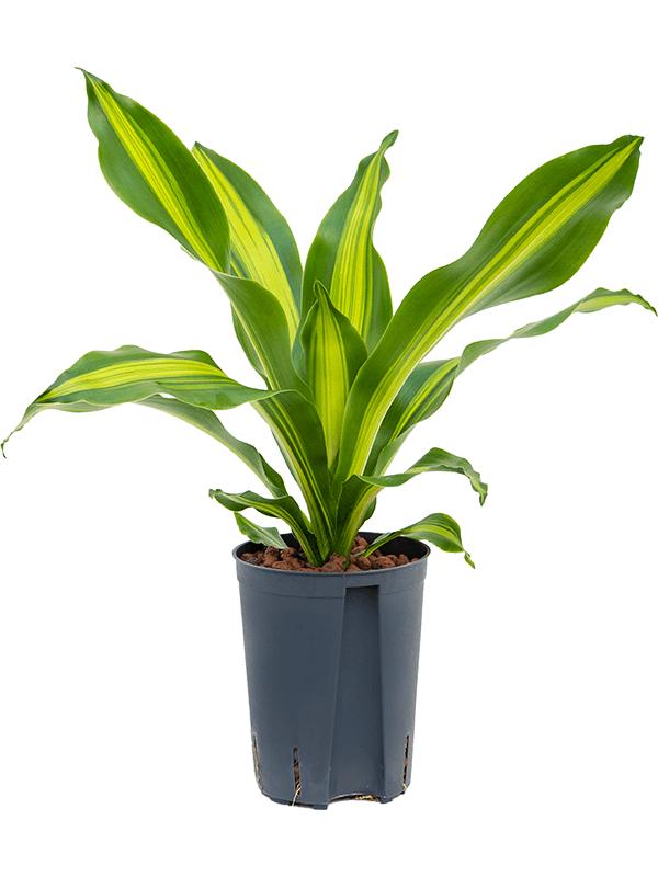 Dracaena fragrans 'Burley', D 15