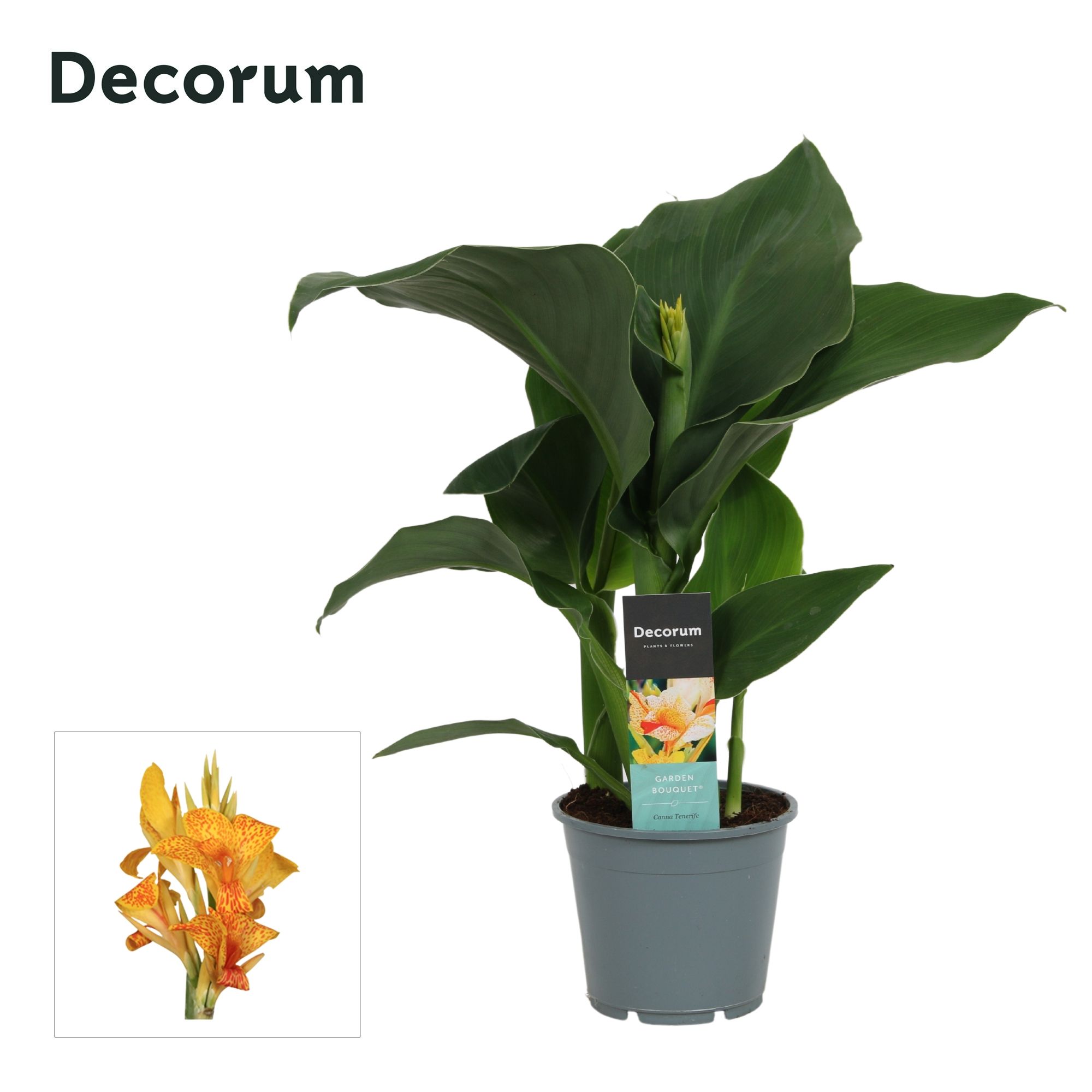 Canna Tenerife (Decorum), D 14