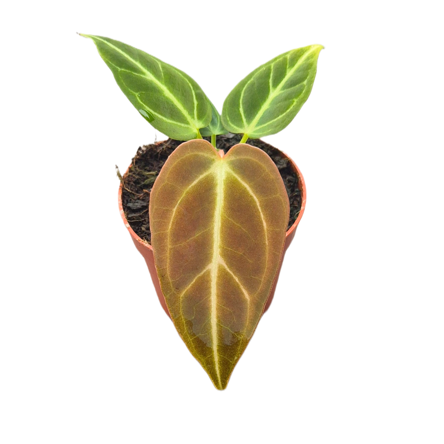 Anthurium Regale, D 7