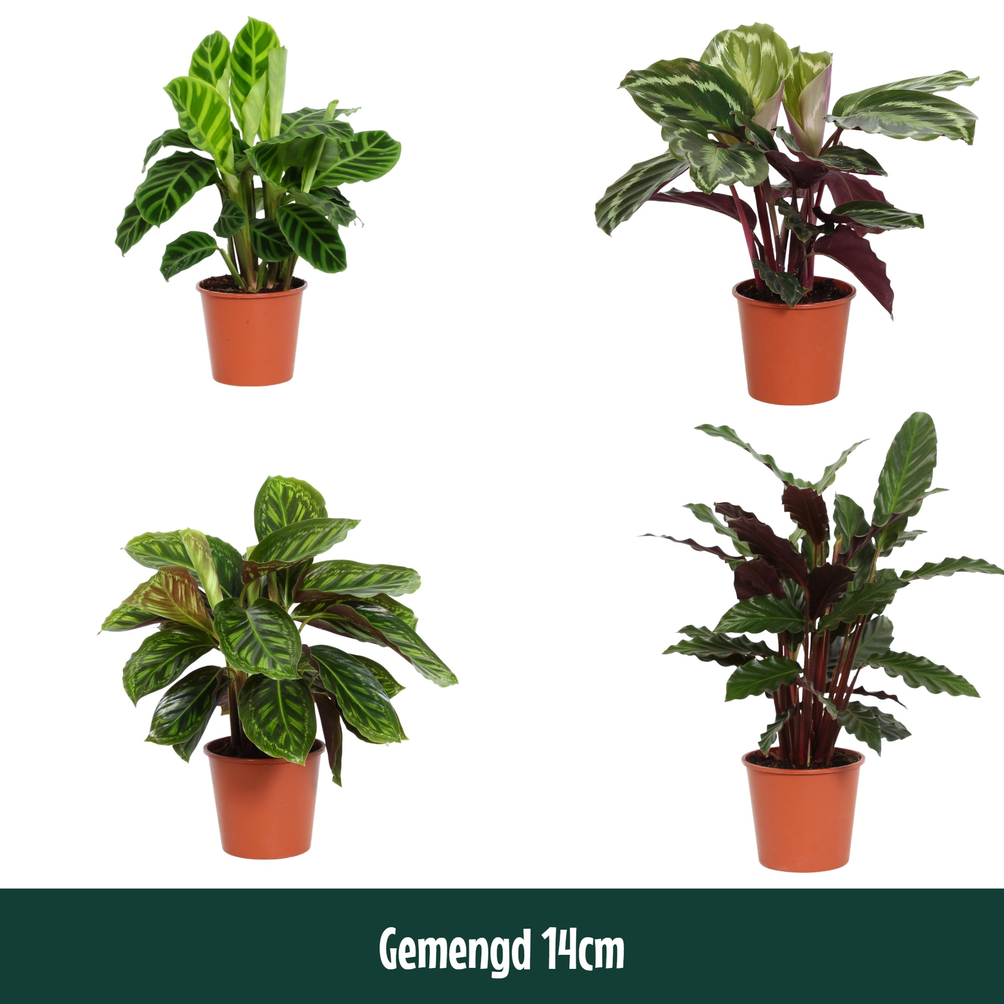 Calathea 14cm gemengd - Living, D 14
