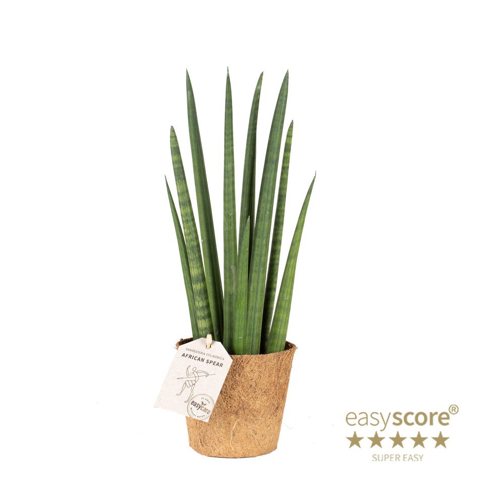 SANSEVIERIA CYLINDRICA Rocket COCOZ, D 11 cm