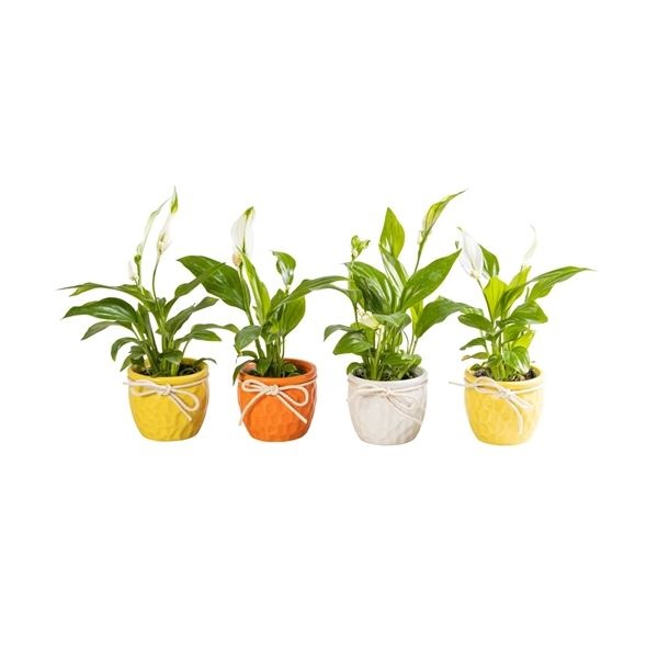 L 65866 with Spathiphyllum 6 cm, D 6 cm L 65866 with Spathiphyllum 6 cm, D 6 cm