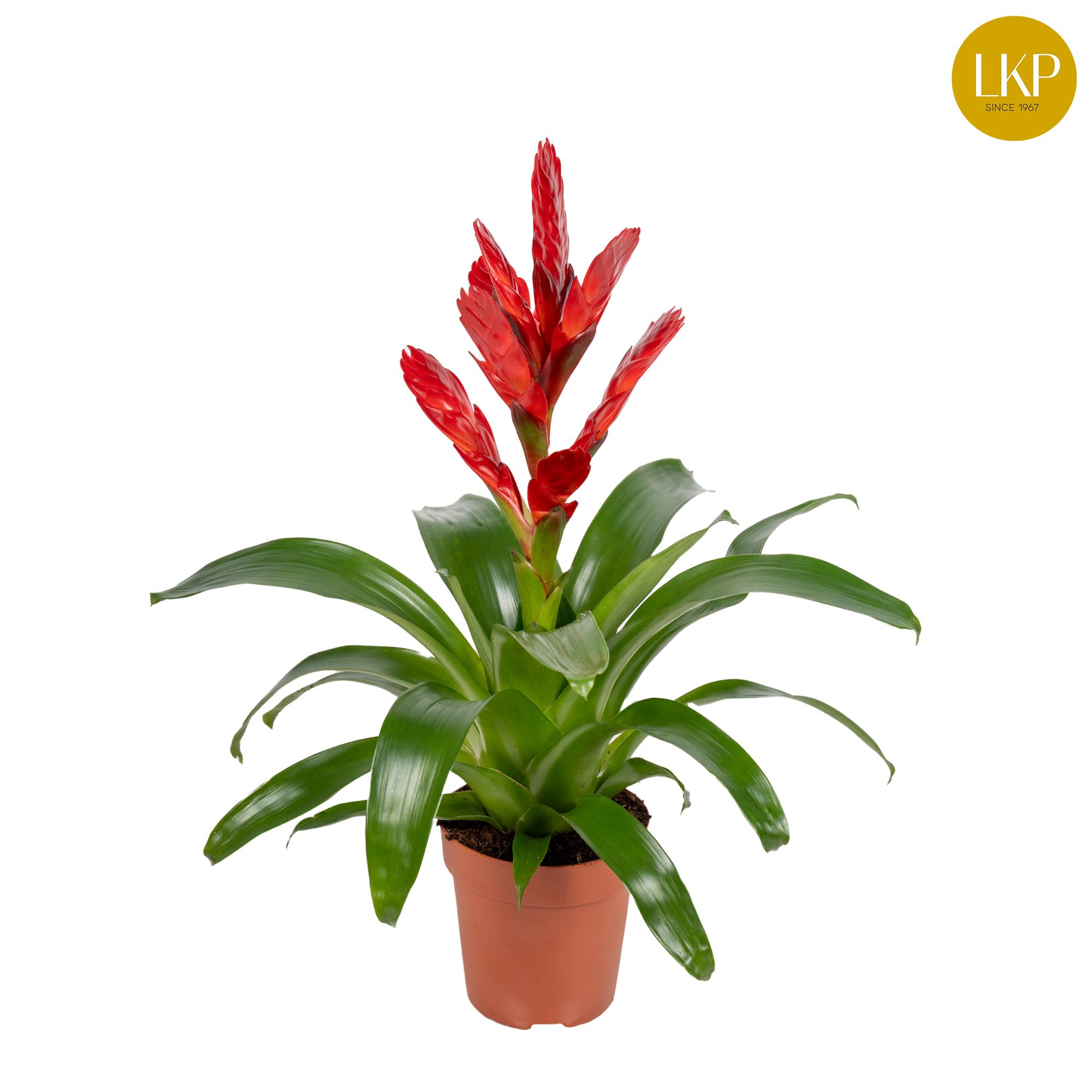 Vriesea Venga Rood (Zonder Hoes), D 12