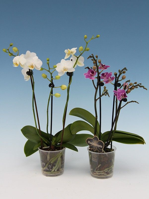 PHALAENOPSIS-HYBRID 3 Takk, D 9