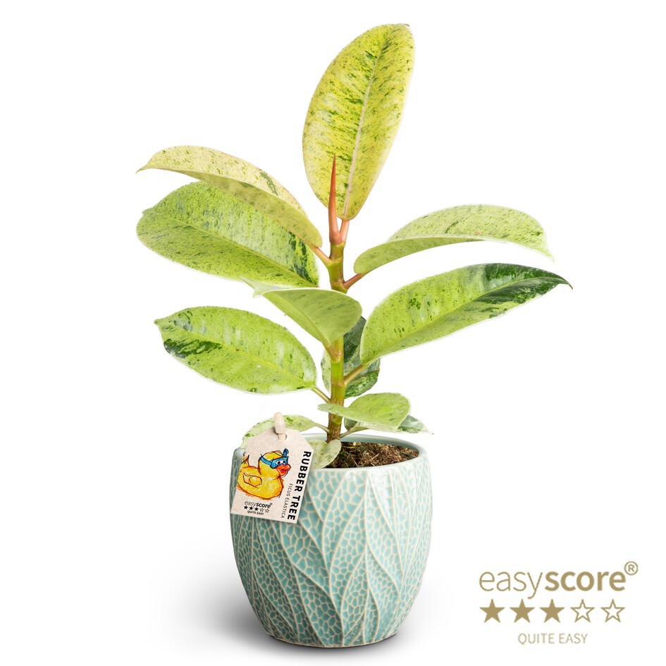 FICUS ELASTICA 40920535 Leaf Ocean Shivereana, D 10