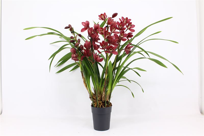 Cymbidium p14 Red Beauty Roy 4T, D 14 cm