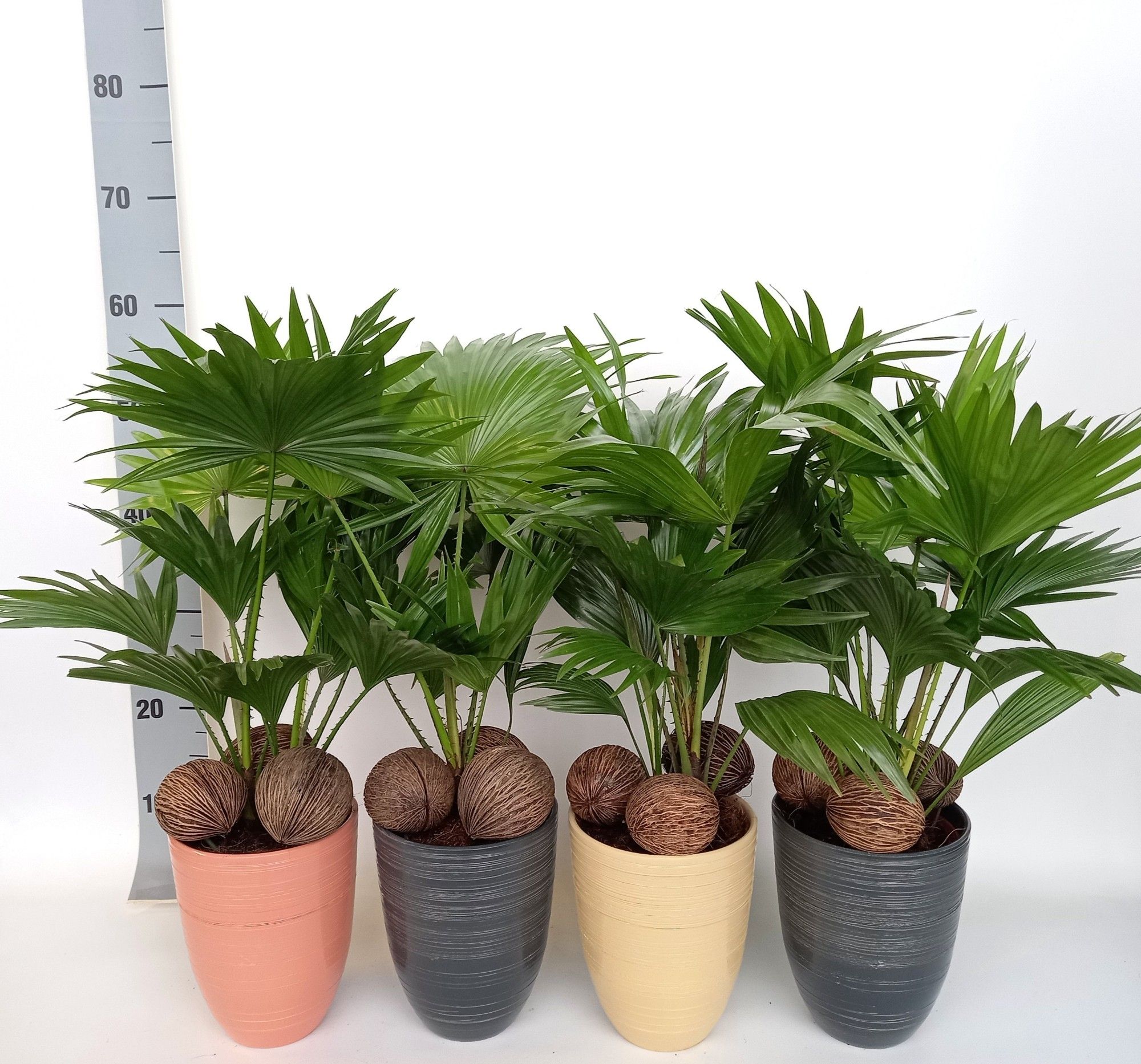 Livistona 830 mix met kadulnoten, D 14