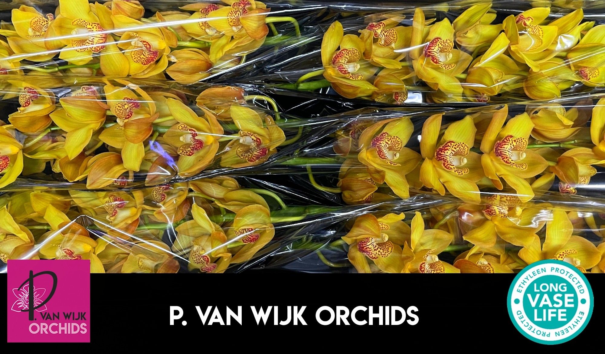 Цимбидиум Эстер x6 80, шт.