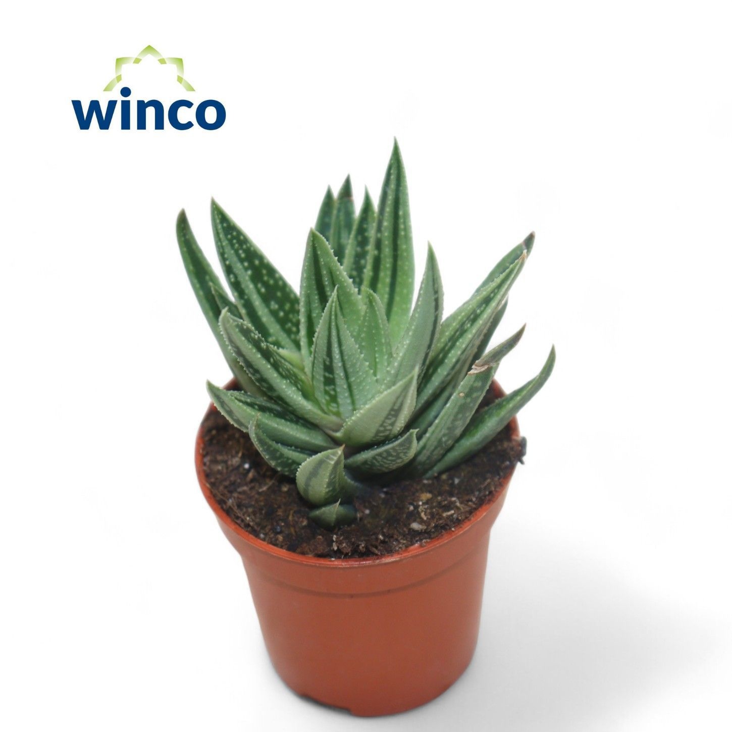 Gasteraloe Variegata, D 5,5 cm