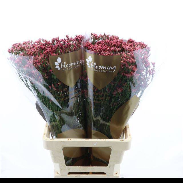 Лимониум Макс Даймонд 70, шт.