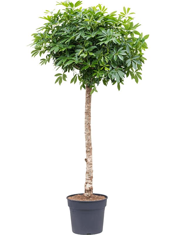 Schefflera arboricola 'Compacta', D 38
