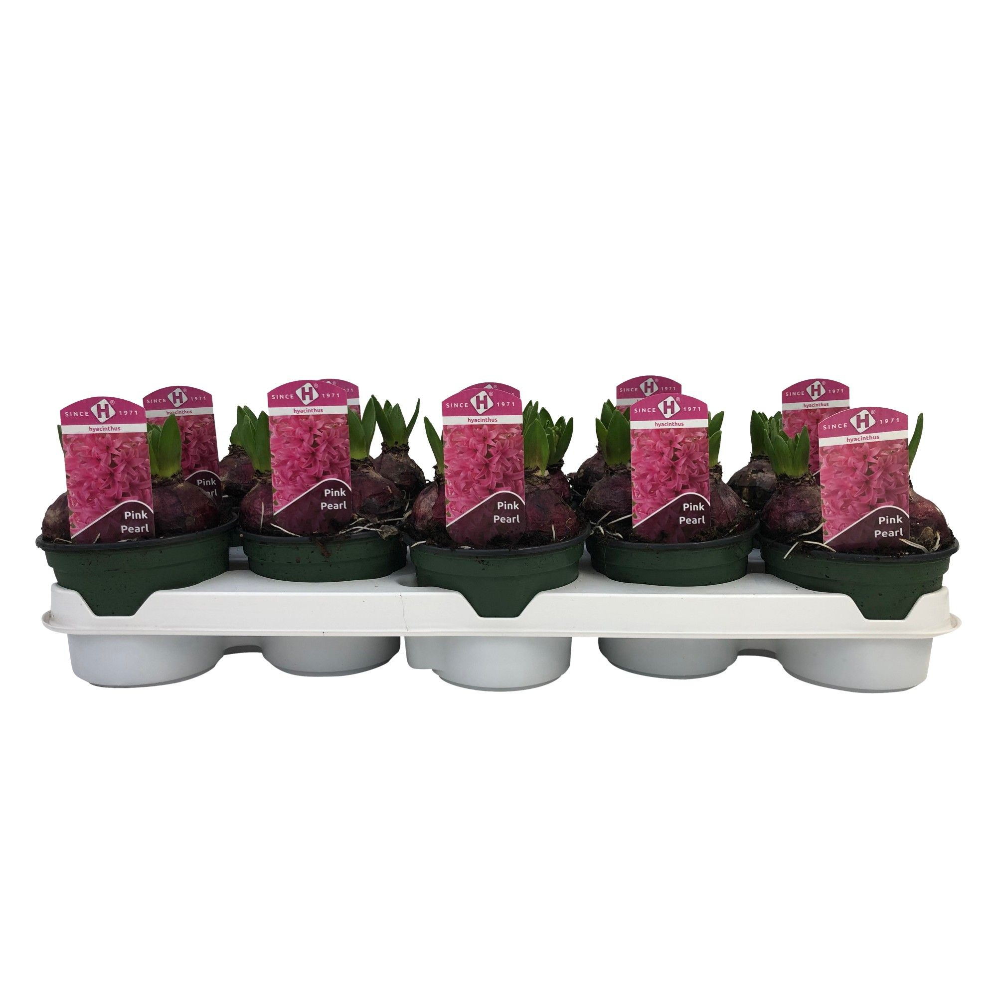 Hyacinthus orientalis 'Pink Pearl', D 12 cm