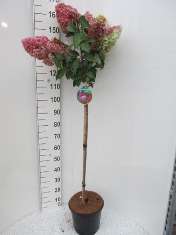 Hydrangea pan. Vanille Fraise 80st. P28, D 28 cm