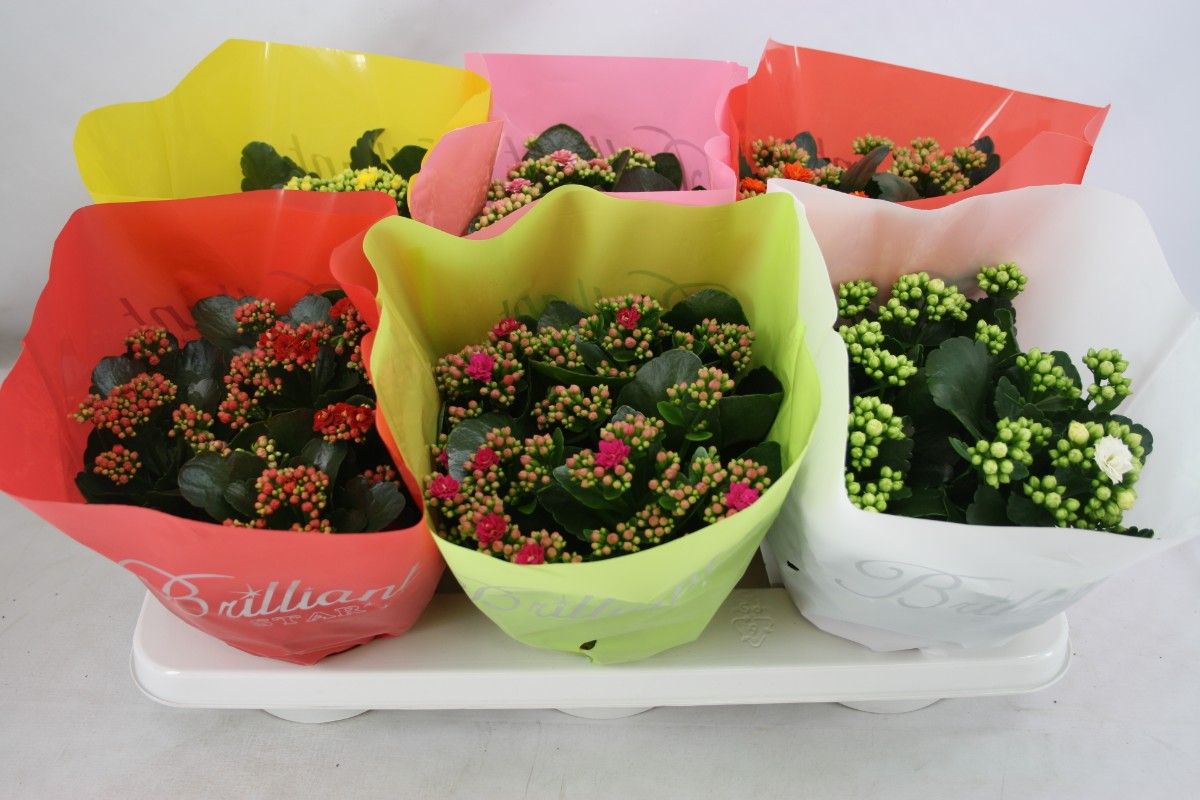 Gevuld 15 cm Brilliant Mix, D 15