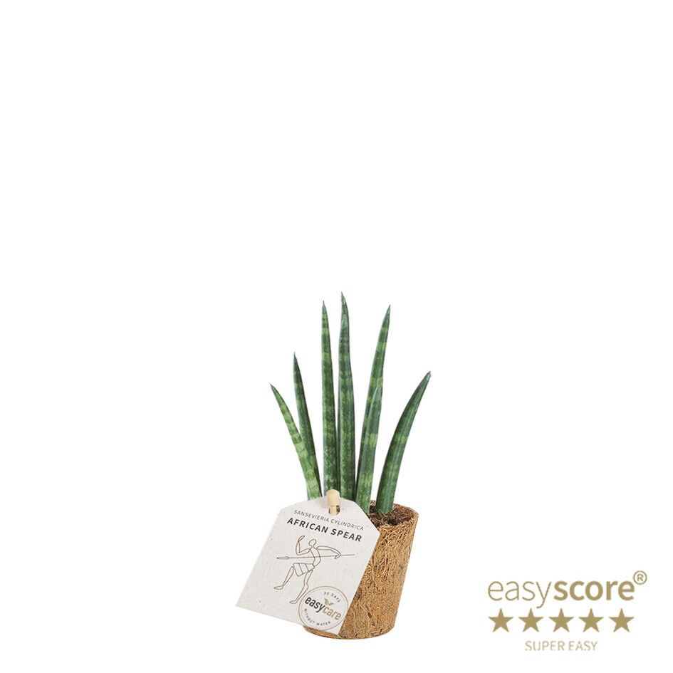 Sansevieria cylindrica ´Rocket´ - COCOZ, D 6