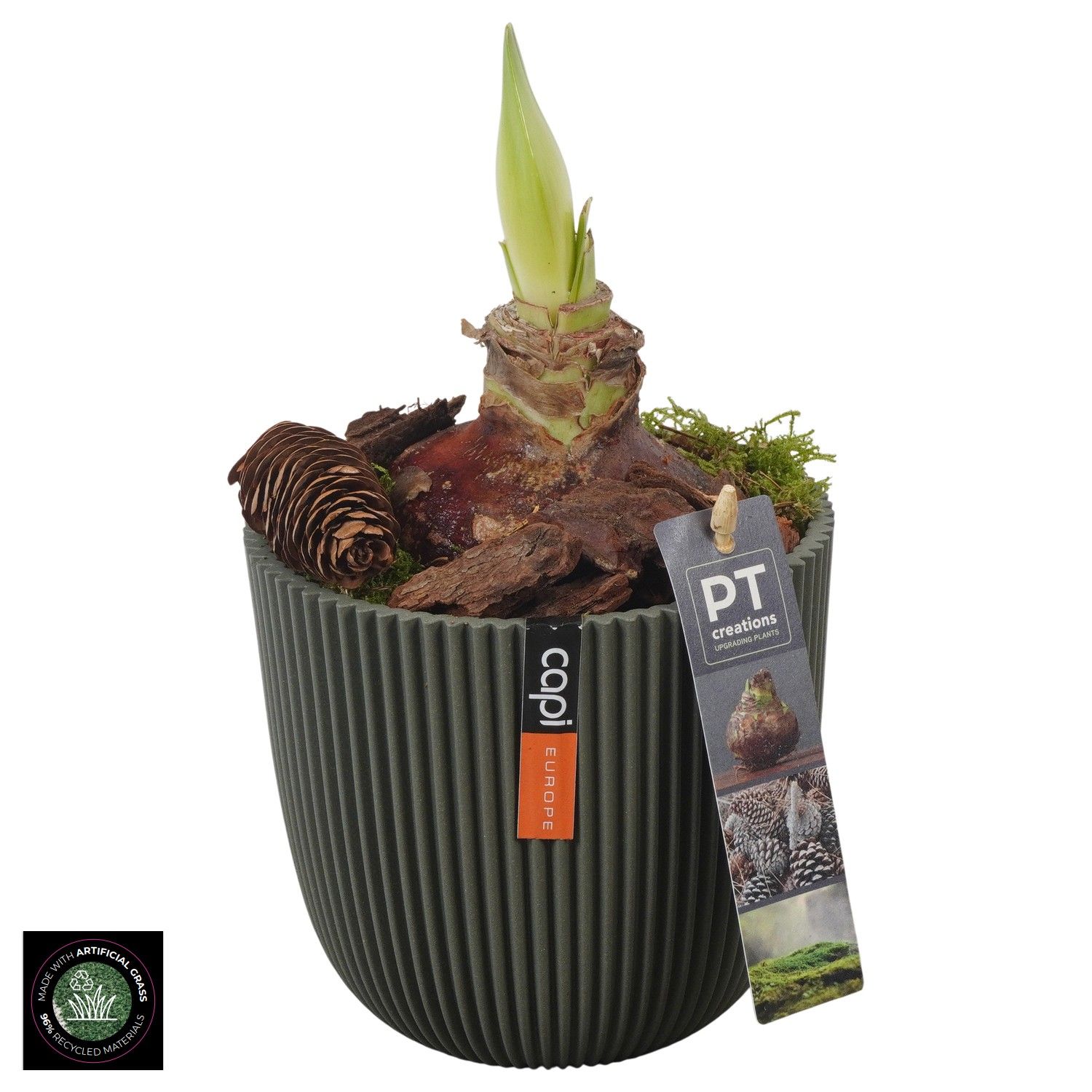 PTAA7566 Arrangement Amaryllis in capi pot, D 13 cm