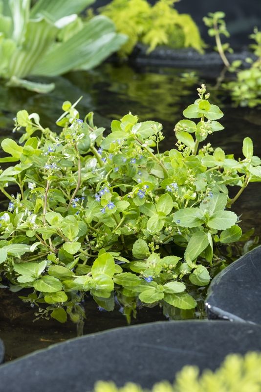 Veronica beccabunga, D 9