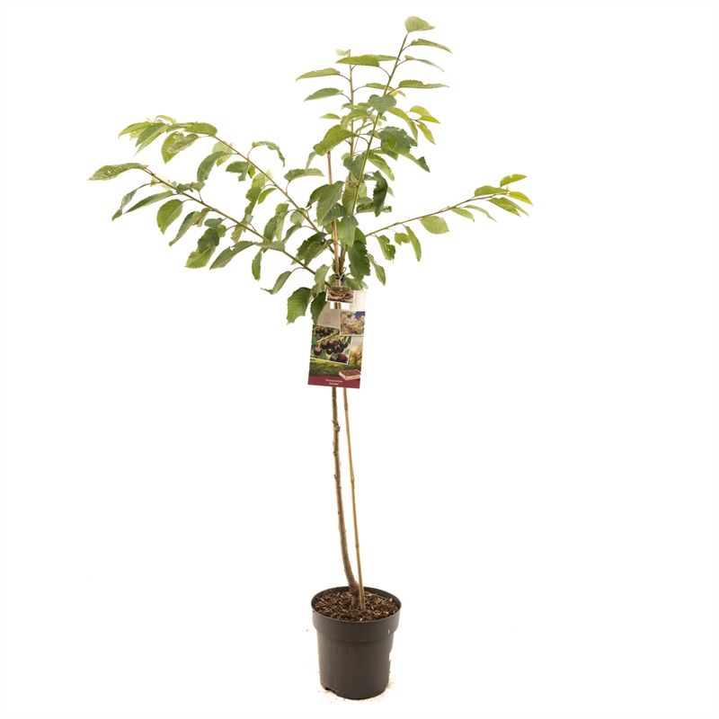Prunus avium Kordia halfstam Donkerrode kers, D 27