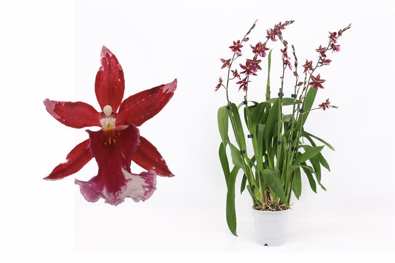 Barrocco Red 7+T85+ long, D 12