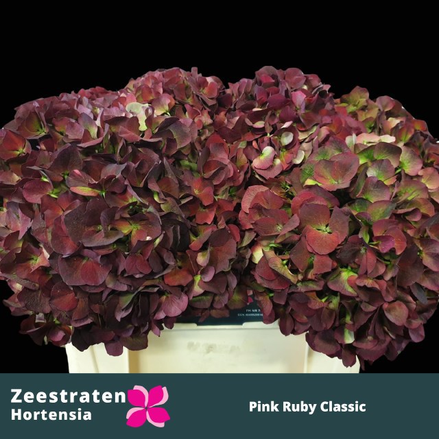 Гортензия Мэджикал Пинк Руби Классик 50, шт.