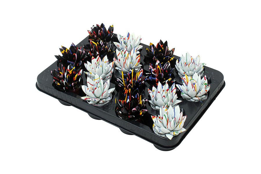 Miranda coloured Splash black & white mix, D 6