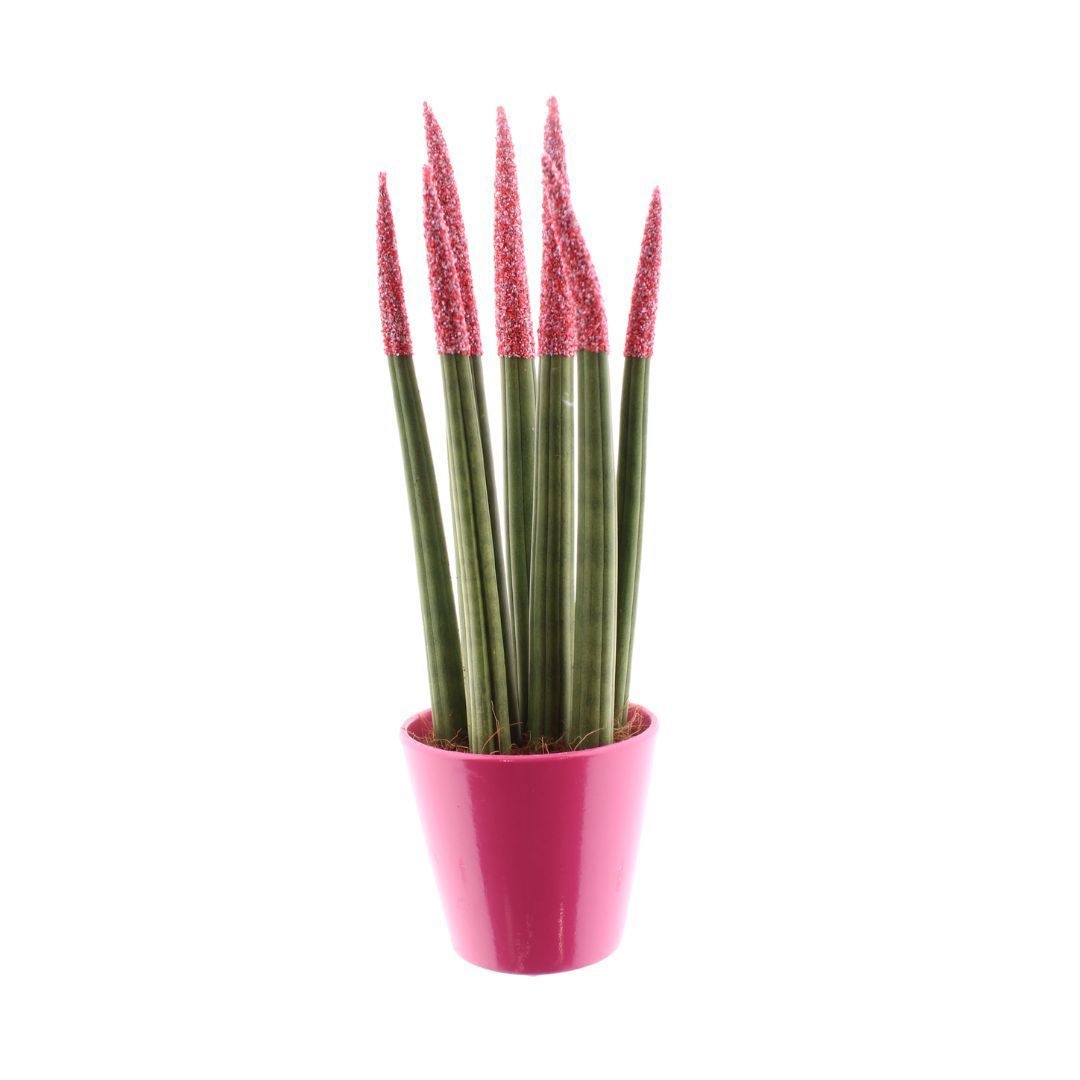 Sansevieria Candy TOUCHZ® Sweetdip Red in Fuchsia R'dam keramiek, D 8,5